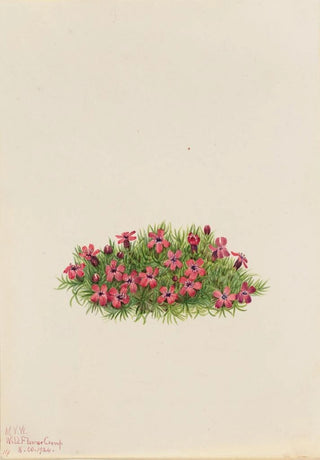 Mary Vaux Walcott - Moss Campion Silene acaulis.webp