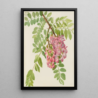 Mary Vaux Walcott - New Mexican Locust Robinia neomexicana.webp