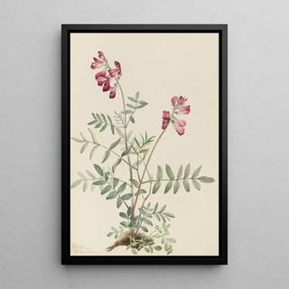 Mary Vaux Walcott - Northern Hedysarum Hedysarum boreale.webp