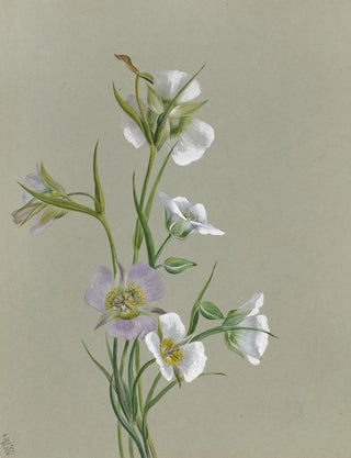 Mary Vaux Walcott - On the Road to Monument.webp