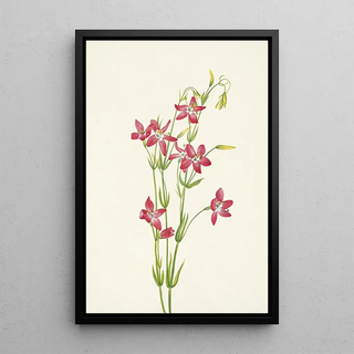 Mary Vaux Walcott - Pink Centaurium Centaurium venustum.webp