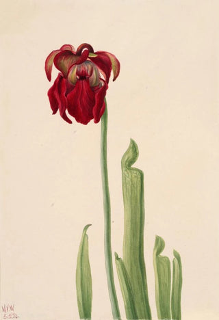 Mary Vaux Walcott - Red Pitcherplant Sarracenia jonesii.webp
