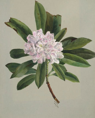Mary Vaux Walcott - Rhododendron Rhododendron maximum.webp