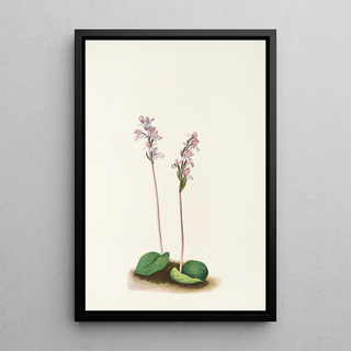 Mary Vaux Walcott - Roundleaf Orchis Orchis rotundifolia.webp