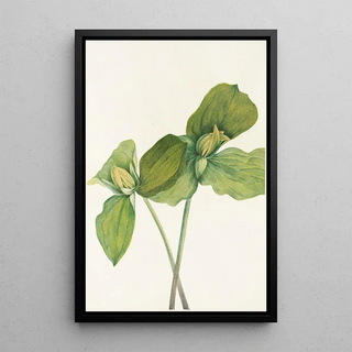 Mary Vaux Walcott - Toad Trillium Trillium sessile.webp