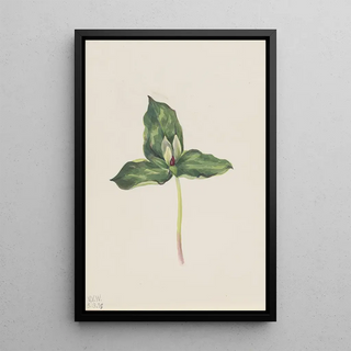 Mary Vaux Walcott - Trillium discolor.webp