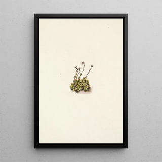 Mary Vaux Walcott - Tufted Saxifrage Saxifraga caespitosa.webp