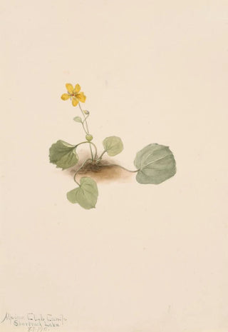 Mary Vaux Walcott - Viola orbiculata.webp