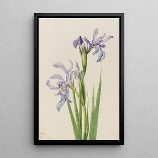 Mary Vaux Walcott - Western Blue Flag Iris missouriensis.webp