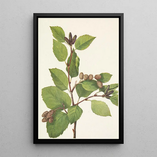 Mary Vaux Walcott - Western Green Alder Alnus sinuata.webp