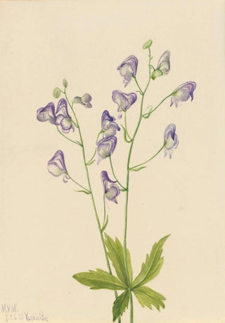 Mary Vaux Walcott - Western Monkshood Aconitum columbianum.webp