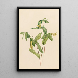 Mary Vaux Walcott - Wood Merrybells.webp