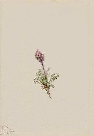 Mary Vaux Walcott - Woolly Fleabane Erigeron lanatus.webp