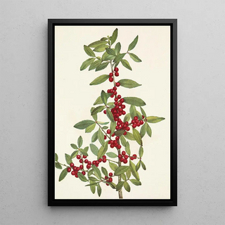 Mary Vaux Walcott - Yaupon Ilex vomitoria.webp