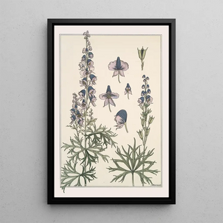 Maurice Pillard Verneuil - Aconit.webp