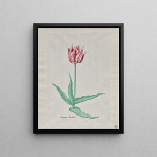 Pieter Holsteyn II - Study of a Tulip Perregoen Machieu.webp