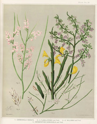 Sarah Featon - 1 Carmichaelia odorata 2 C Flagelliformis and Fruit 3 C Williamsii and Fruit 4Notospartium carmichaelia and Fruit Plate 26.webp