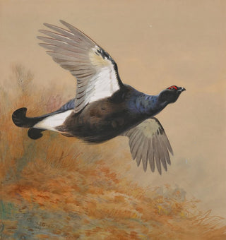 Tétras en vol - Archibald Thorburn
