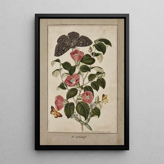 Thomas Robins The Younger - A Study of Camelia Japonica Japanese Rose Euphorbia caput medusa Medusas Head Spurge with Phalna Merops and Papilio Hyale Nar.webp