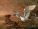 Un cigno che attacca un cane - Abraham Hondius — vista dell’opera