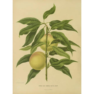 Abraham Jacobus Wendel - Nederlandsche flora en pomona Pl06.webp