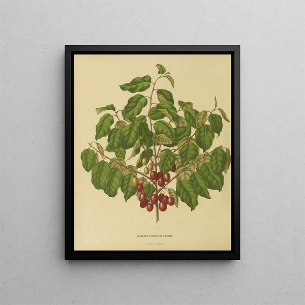 Abraham Jacobus Wendel - Nederlandsche flora en pomona Pl08.webp