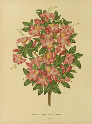 Abraham Jacobus Wendel - Nederlandsche flora en pomona Pl16.webp