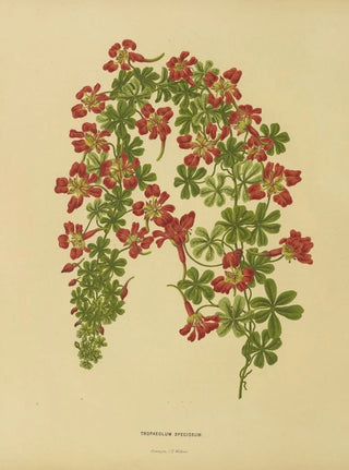 Abraham Jacobus Wendel - Nederlandsche flora en pomona Pl22.webp