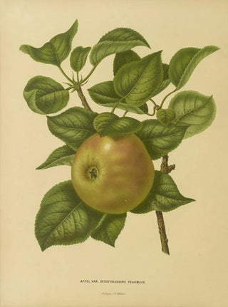 Abraham Jacobus Wendel - Nederlandsche flora en pomona Pl23.webp