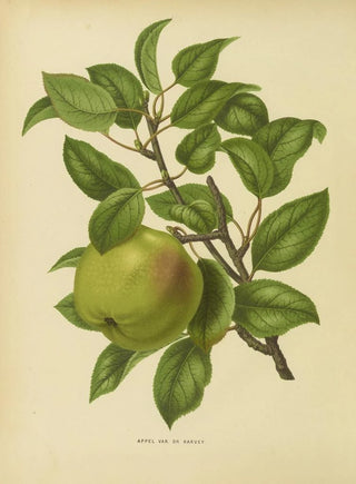 Abraham Jacobus Wendel - Nederlandsche flora en pomona Pl35.webp