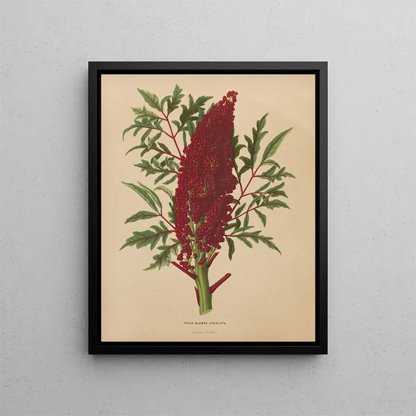 Abraham Jacobus Wendel - Nederlandsche flora en pomona Pl52.webp