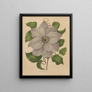 Abraham Jacobus Wendel - Nederlandsche flora en pomona Pl54.webp