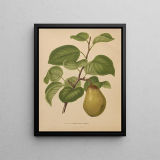 Abraham Jacobus Wendel - Nederlandsche flora en pomona Pl55.webp