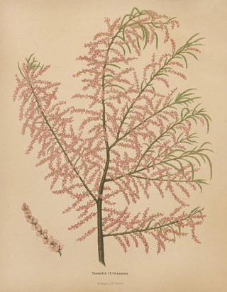 Abraham Jacobus Wendel - Nederlandsche flora en pomona Pl56.webp