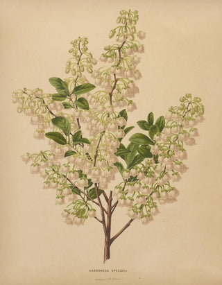 Abraham Jacobus Wendel - Nederlandsche flora en pomona Pl61.webp