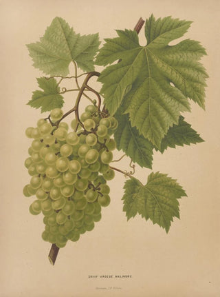 Abraham Jacobus Wendel - Nederlandsche flora en pomona Pl65.webp