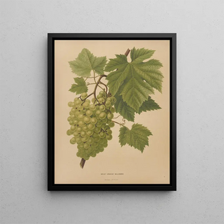 Abraham Jacobus Wendel - Nederlandsche flora en pomona Pl65.webp