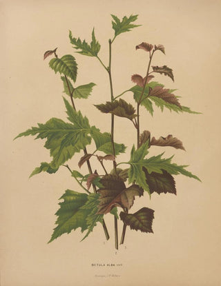 Abraham Jacobus Wendel - Nederlandsche flora en pomona Pl76.webp