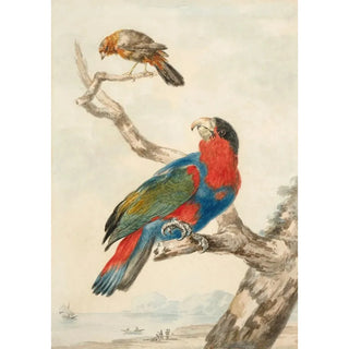 Abraham Meertens - A parrot and another bird on a branch near a littoral.webp