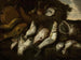 Pesce - Abraham van Beijeren — vista dell’opera