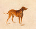 Cane da caccia - Adalbert Stifter — vista dell’opera
