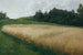 Il campo di avena - Adolf Kaufmann — vista dell’opera