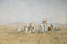 Bédouins nel deserto - Adolf Meckel von Hemsbach — vista dell’opera