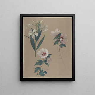 Adolf Senff - Study of Hibiscus Plants.webp