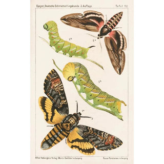 Adolf Speyer - Deutsche Schmetterlingskunde fr Anfnger Nebst einer Anleitung zum Sammeln Pl06.webp