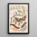 Riproduzione del dipinto Deutsche Schmetterlingskunde pour débutants avec un guide de collecte Pl09 - Adolf Speyer