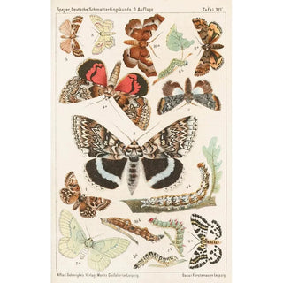 Adolf Speyer - Deutsche Schmetterlingskunde fr Anfnger Nebst einer Anleitung zum Sammeln Pl13.webp