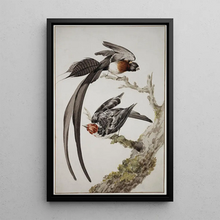 Aert Schouman - A LongTailed Paradise Whydah Vidua paradisaea and a RedCowled Cardinal.webp
