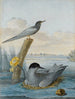 Una coppia di sternes nere con nido e uovo in un paesaggio fluviale - Aert Schouman — vista dell’opera
