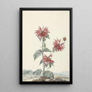Aert Schouman - A Red Bergamot in a Landscape.webp